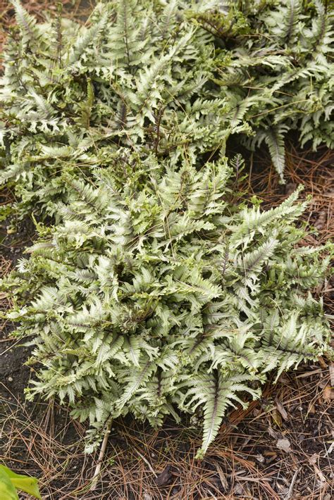 'Crested Surf' - Crested Japanese Painted Fern - Athyrium niponicum ...