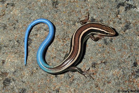Skinks in California - Plestiodon (=Eumeces)