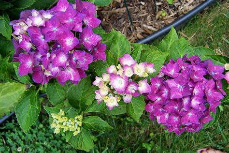 Landscaping With Dwarf Hydrangeas