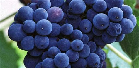 HZPSS: Obavijest vinogradarima | Kutina.in