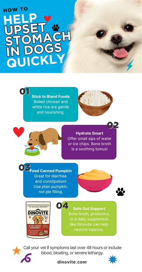 How to Help Upset Stomach in Dogs Quickly | Dinovite in 2025 | Dog upset stomach, Dog upset ...