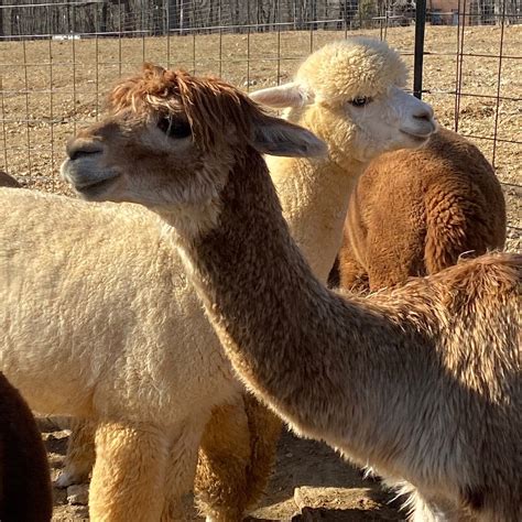 Breezy Hill Farm Alpacas - All You Need to Know BEFORE You Go (2025)