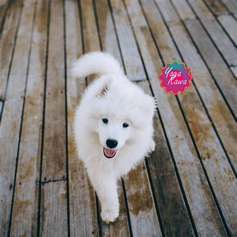 Puppy Yoga (Family-Friendly) by Yoga Kawa Toronto - Samoyed Puppies ...