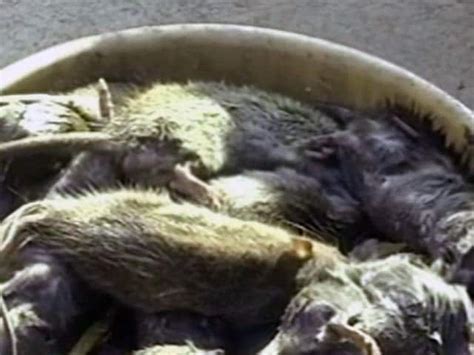 Rats Thousands Found In This Hospitals Search And Kill Drive