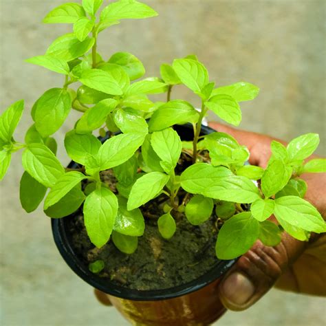 Quick Guide on Tulsi Uses & Benefits | Tulsi / Basil Plant Varieties