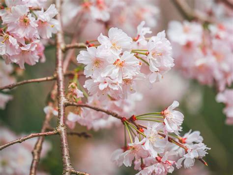 Growing and Caring for Weeping Cherry Trees