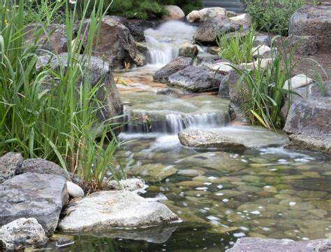 Transform Your Yard with a Natural Backyard Stream