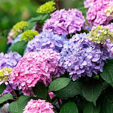 Are Hydrangeas Perennials? Exploring The Lifespan Of Hydrangea Plants ...