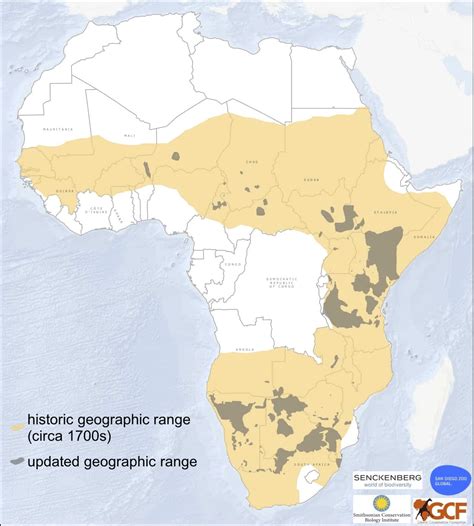 Where Do Giraffes Live Giraffes Are Facing Extinction But One