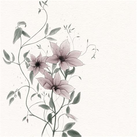 Clematis: A Beautiful Flower Drawing