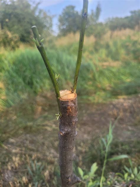 Late season grafting experiments only. Using green wood cuttings, Plastilina, tbuds, chips, and ...
