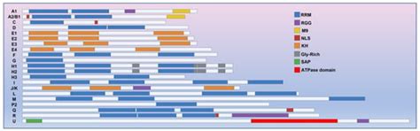 hnRNPs | Encyclopedia MDPI