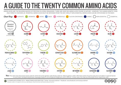 Khám Phá 20 Amino Acid: Vai Trò, Cấu Trúc và Ứng Dụng