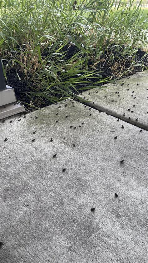 Image result for Toad Explodes