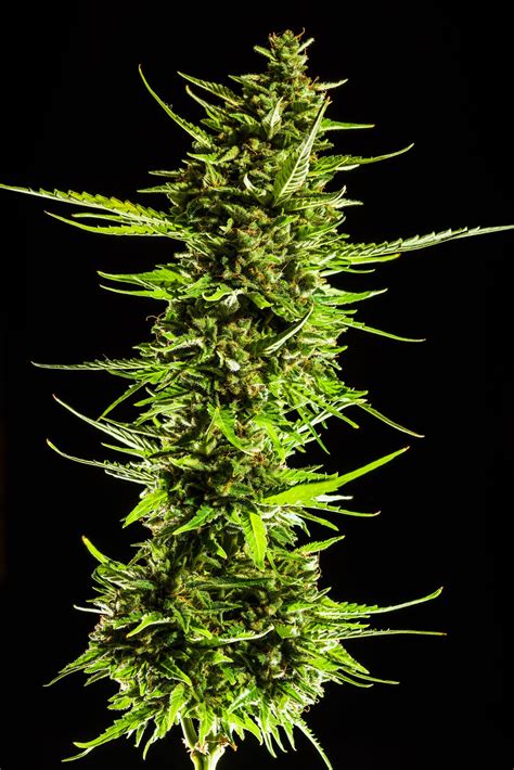 Skunk Auto 3 Feminized Seeds | DC Seed Exchange