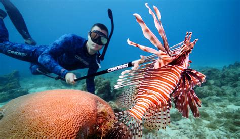 Invasive Species: Lionfish - Florida Sportsman