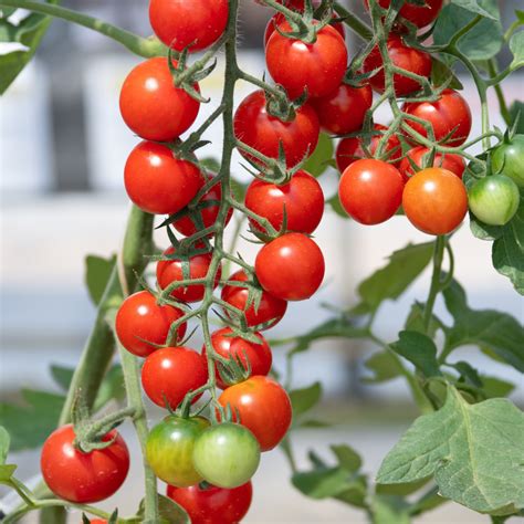 5 Fruits That Thrive in Your Kitchen Garden – Ecofynd