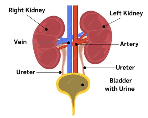 Premium Vector | Kidney organs and urine formation anatomy