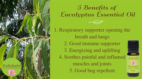 Medical Uses Of Eucalyptus Oil at Catharine Blanco blog