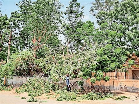 In Bhachau, people are angry after the power company cut trees ...