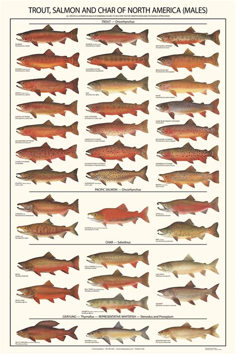 Buy Fish Wall Art | Trout, Salmon and Char Fishing Guide | Males ...