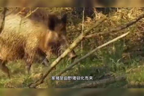 香港野猪再伤人！网友：遇到野猪能抓来吃吗？