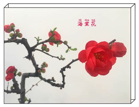 《红海棠》2020年3月5日摄于自家（手机版）