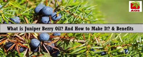 Juniper Berry Oil: Know Benefits and Uses | AOS Products