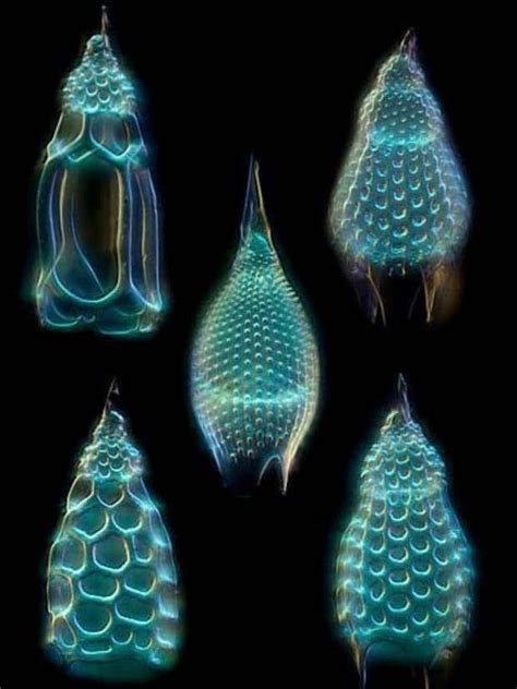 Alien Animals 的图像结果