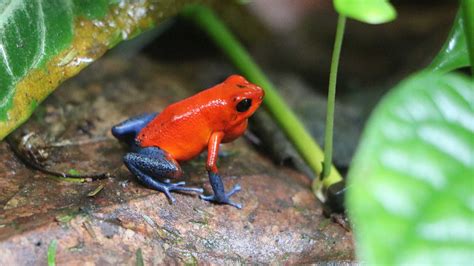 Strawberry Poison Dart Frog Life Cycle