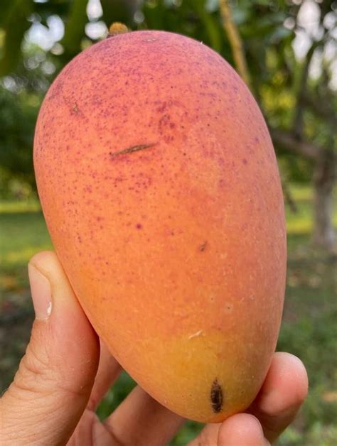 Manilita Grafted Mango Plant Price in India - Buy Manilita Grafted ...