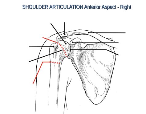 Shoulder Articulation Anterior Aspect- Right Quiz