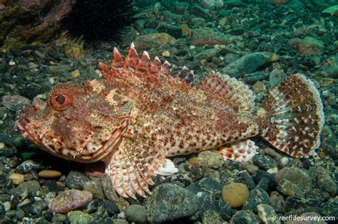 Scorpionfish: The Underwater Ambush Predators