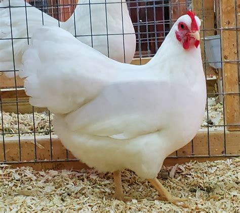 15 White Chicken Breeds to Add to Your Flock