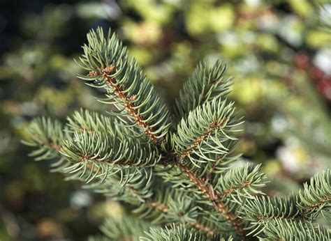 26 Best Evergreen Trees for Privacy and Screening