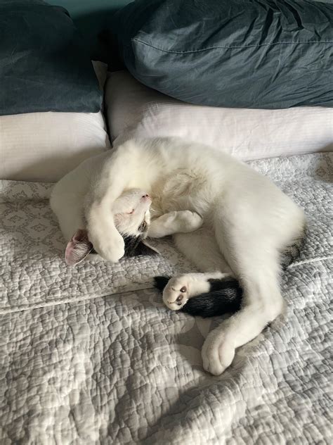 Weird sleeping position… : r/WhiteCats