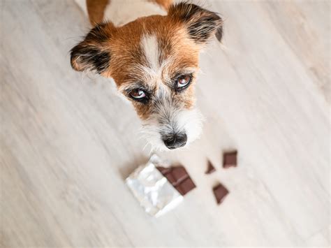 Dog Ate Chocolate? An Immediate First Aid Guide