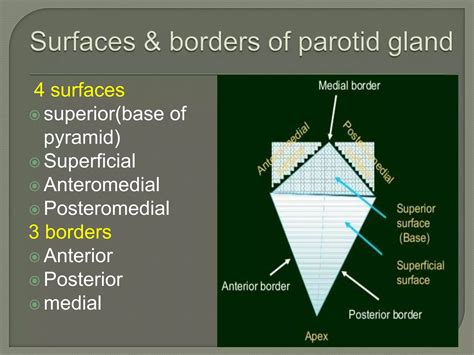 Anatomy of parotid gland | PPTX - borders of parotid gland
