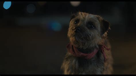 Strays (2023) Screencap | Fancaps