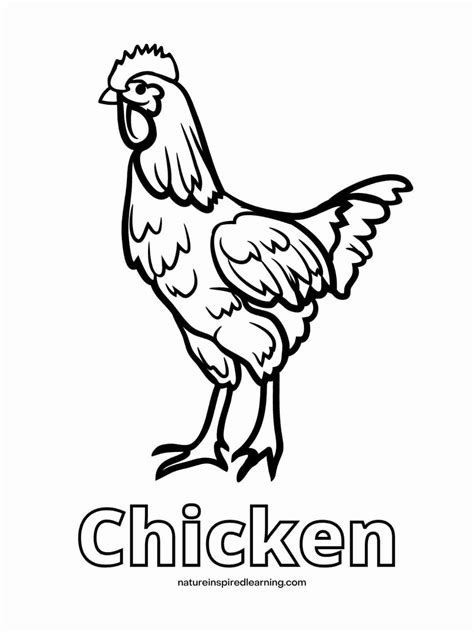 Chicken Coloring Pages