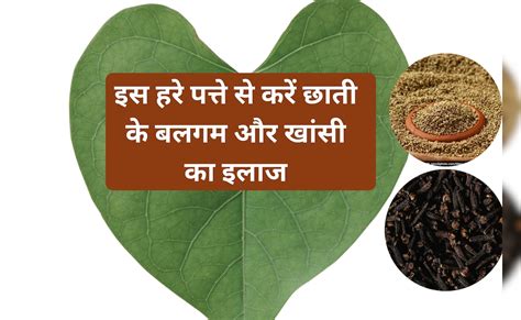 इस हरे पत्ते पर लौंग और अजवाइन लगाकर खाने से, छाती का बलगम हो जाएगा साफ ...