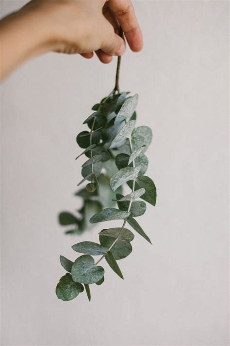 How to Dry or Preserve Eucalyptus for Decor