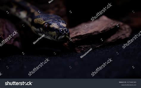 Image result for Carpet Python