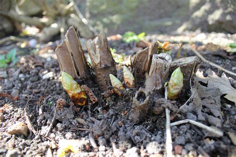 What does Japanese knotweed look like in spring? - Japanese Knotweed Ltd