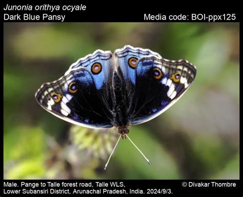 Junonia orithya (Linnaeus, 1758) - Blue Pansy | Butterfly