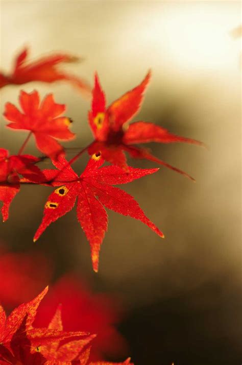 素丽妩媚的红色枫叶图片,高清图片,免费下载 - 绘艺素材网