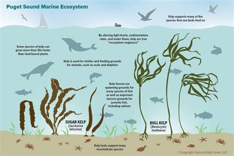 Kelp Forest Ecosystem