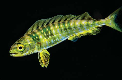 THE FASTEST GROWING FISH | Salt Water Sportsman - fishing-hunting ...