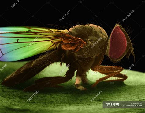 Fly Side View 的图像结果