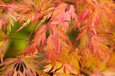 Acer palmatum var. dissectum - gardenersworld.com